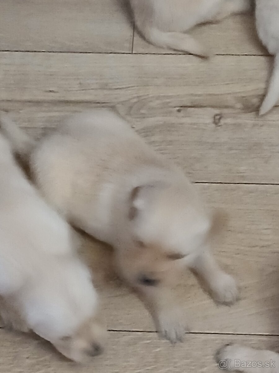 Predám šteniatka Zlatý retriver - 2