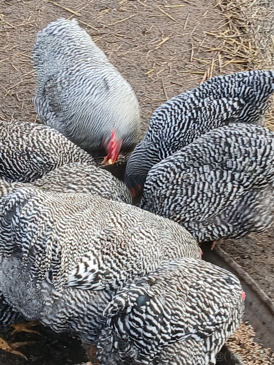 Predám nasado ve vajcia Amrox - 2