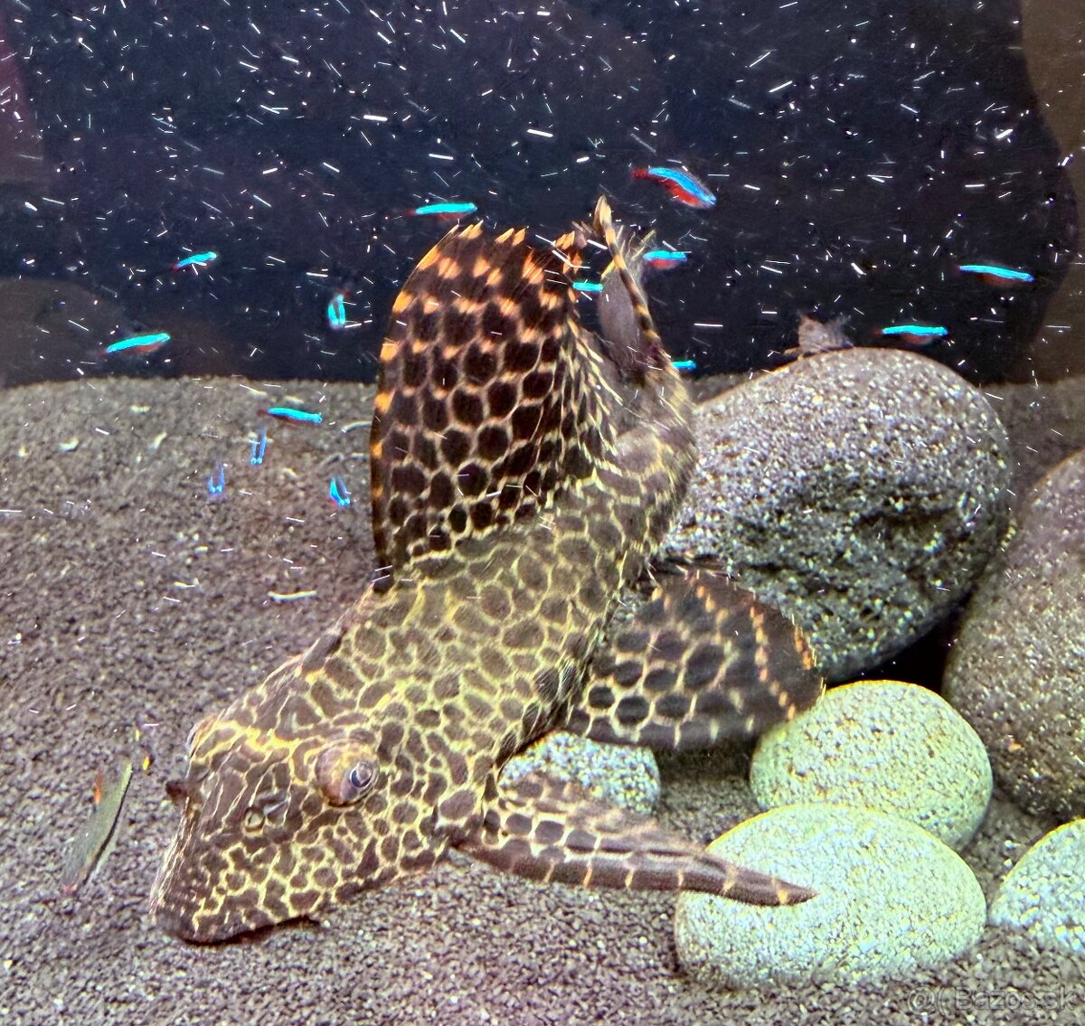 Prísavník veľkoplutvý - Glyptoperichthys gibbiceps - 2