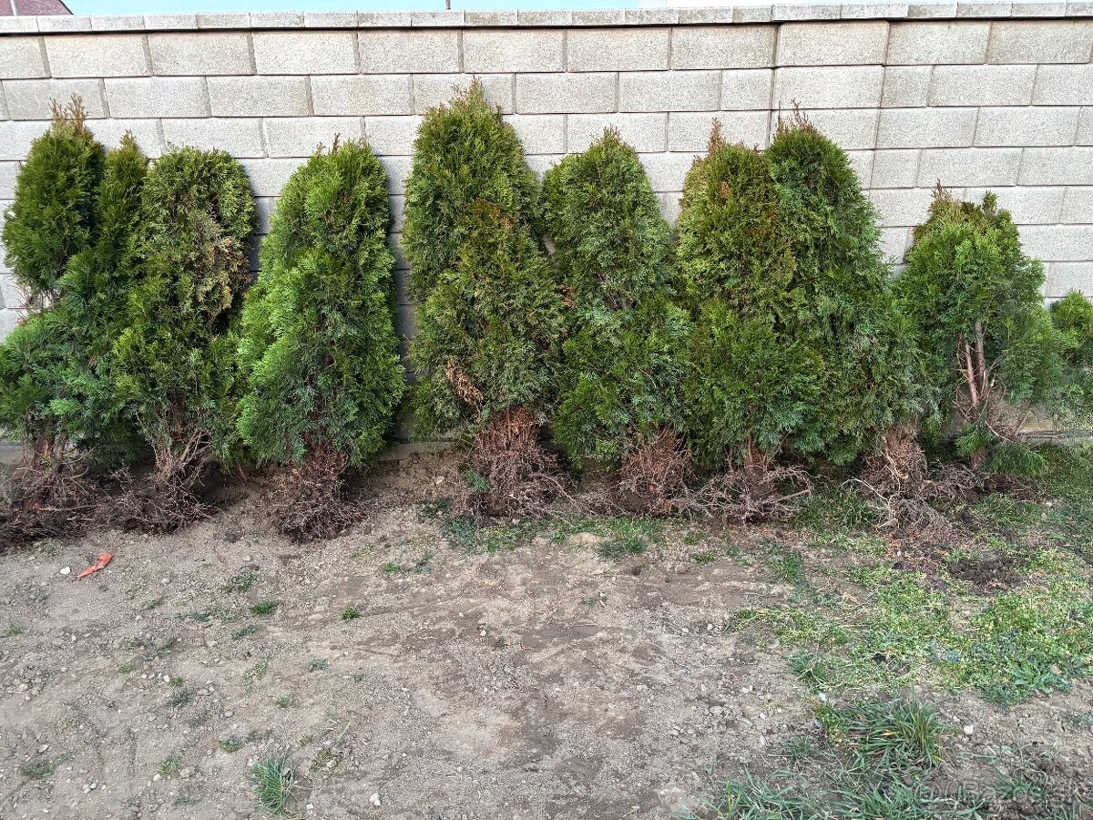 Tuja smaragd - 2