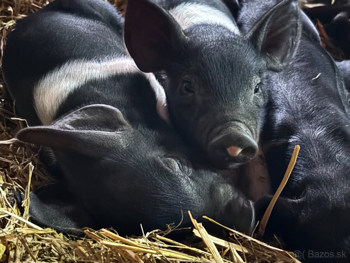 PRODEJ SELAT PŘEŠTICKÉHO ČERNOSTRAKATÉHO PRASETE - 2