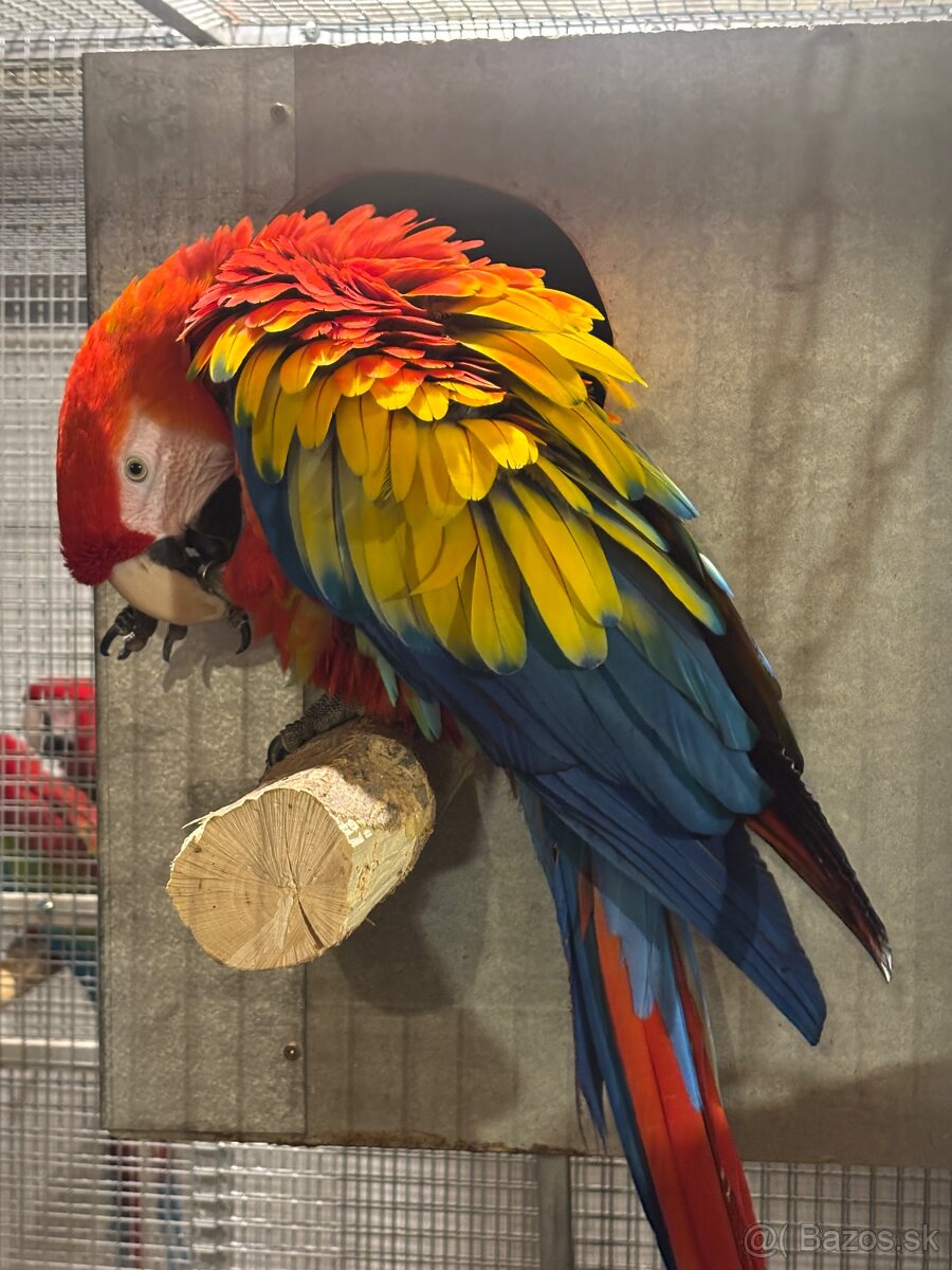 Kakadu inka , Ara arakanga - 2