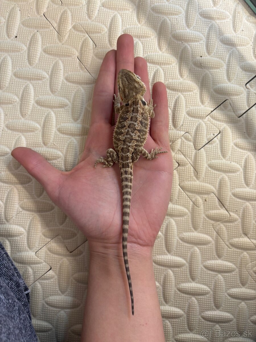 Agama bradatá - 2