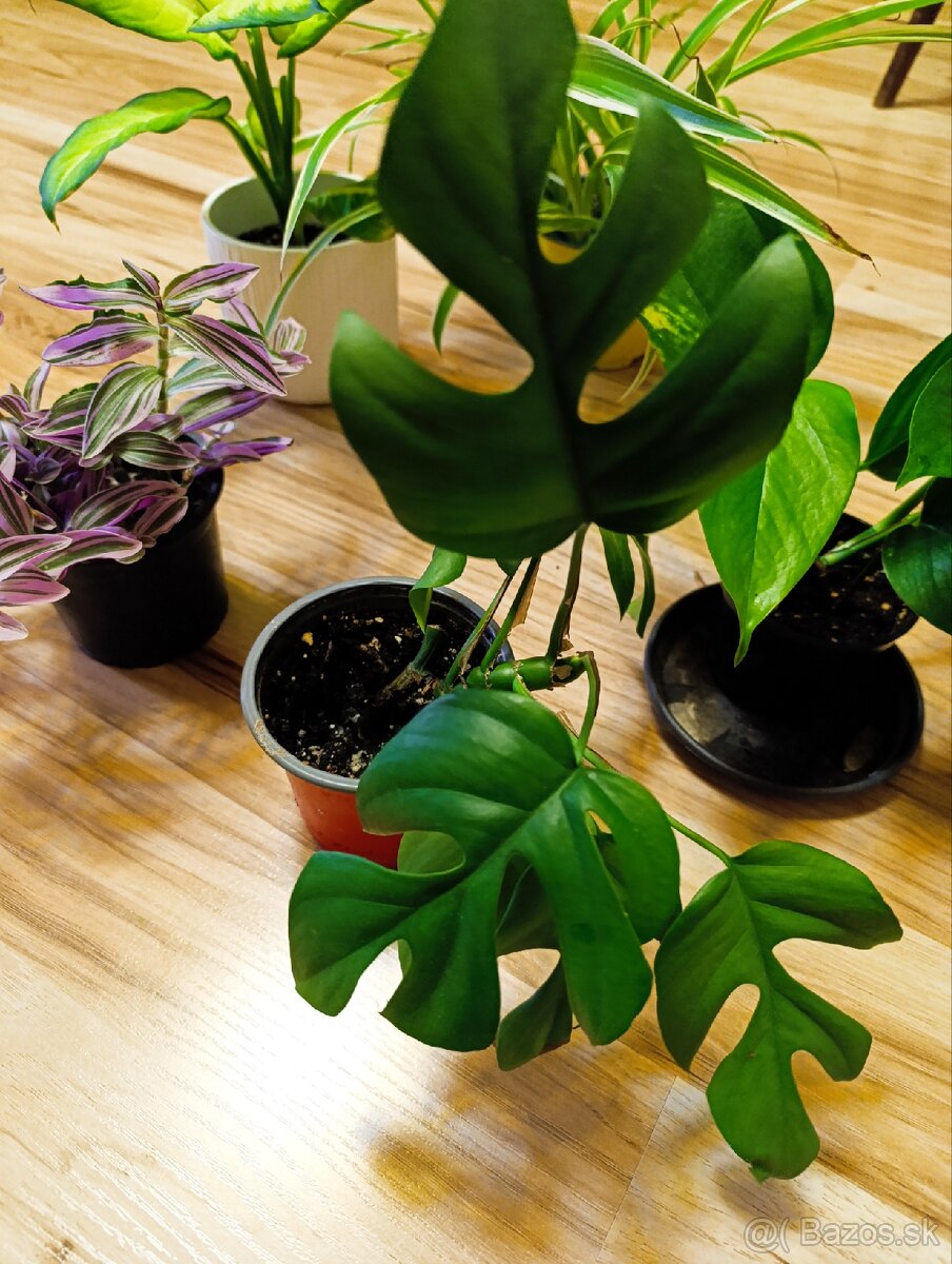 Ponúkam Zelenec, monstera minima, difenbachia - 2