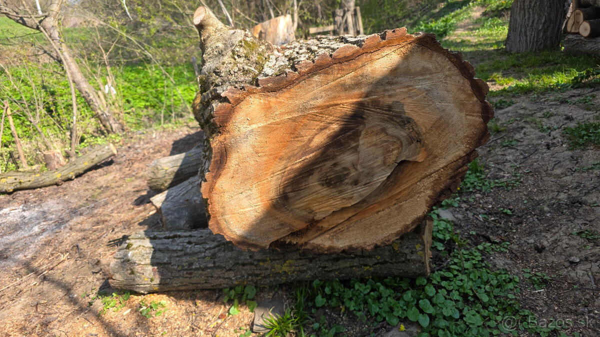 Orechový kmeň. - 2