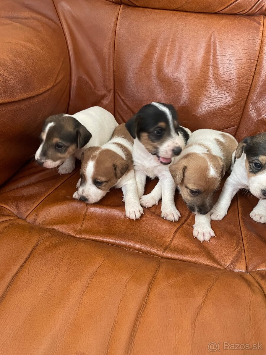 Jack Russel terier - 2
