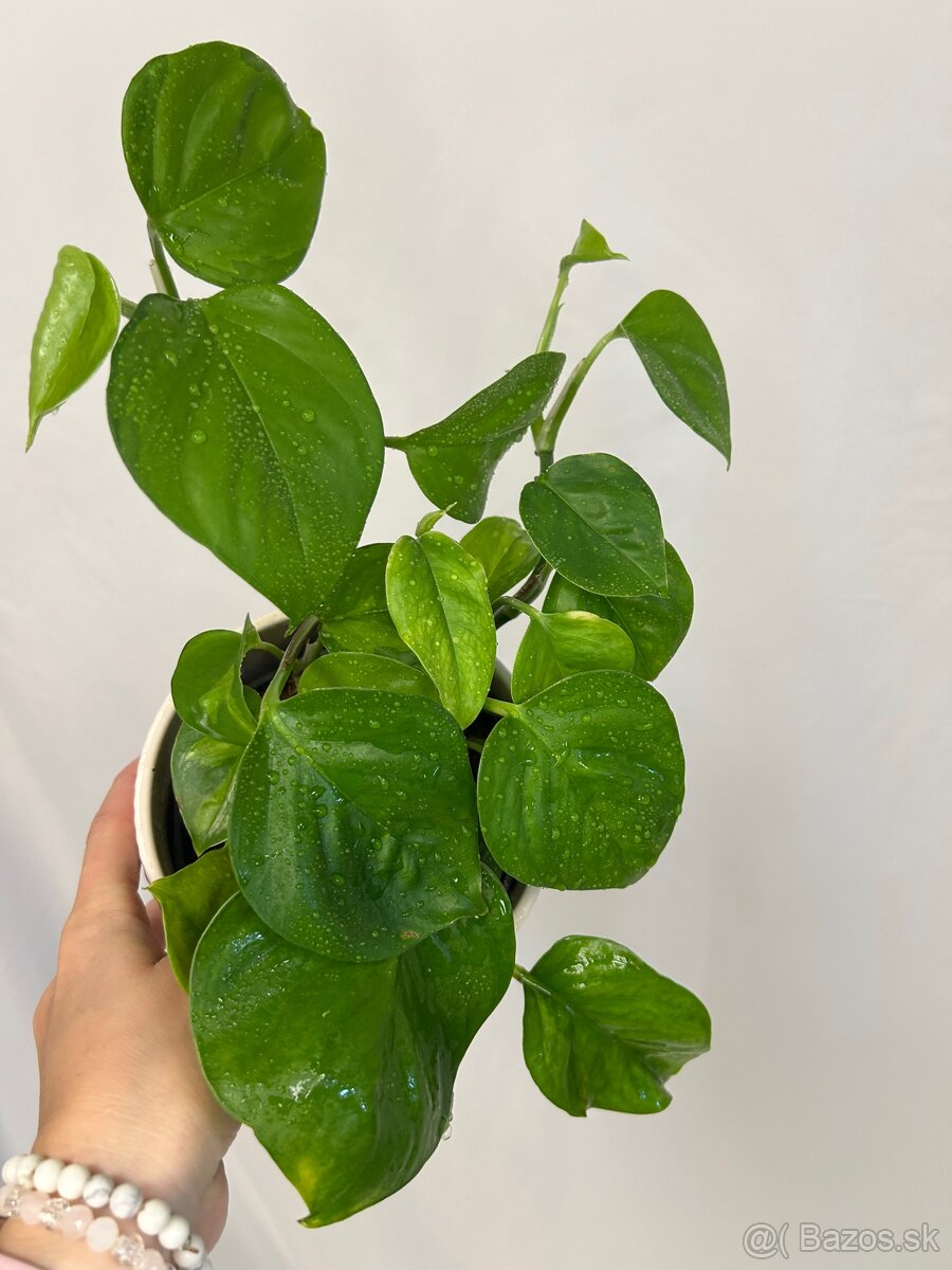 Epipremnum aureum ‘Global Green’ - 2