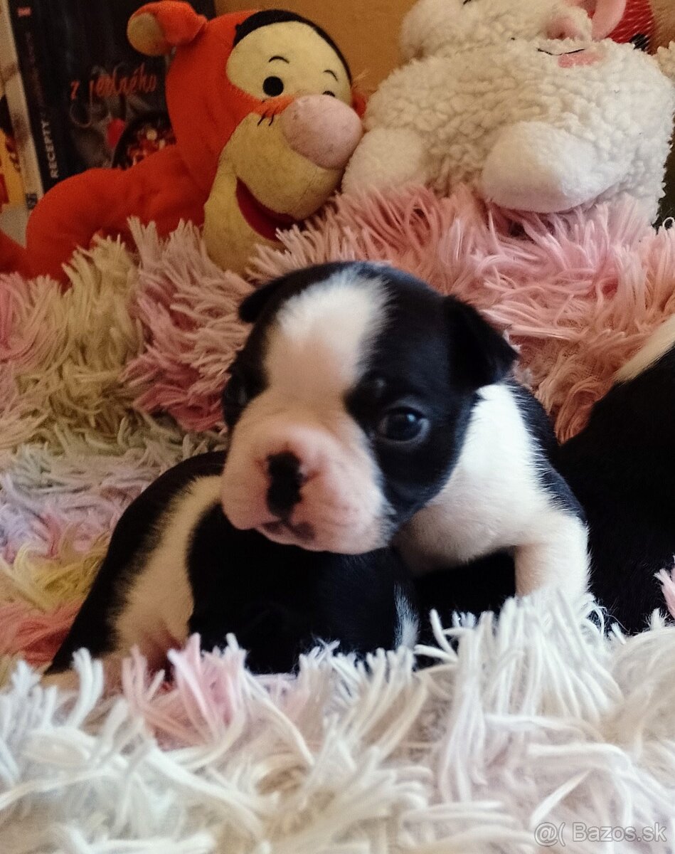 Boston,Boston Terrier,Bostonský teriér - 2