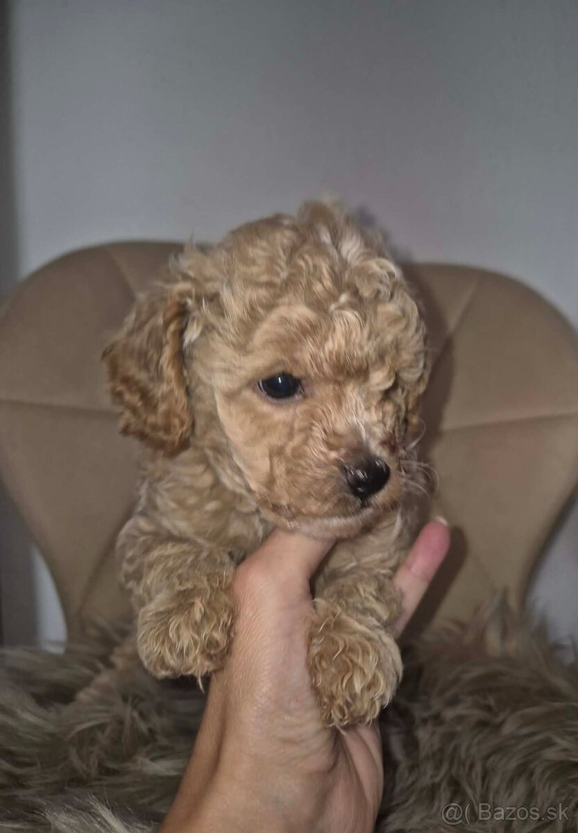 Maltipoo - 2