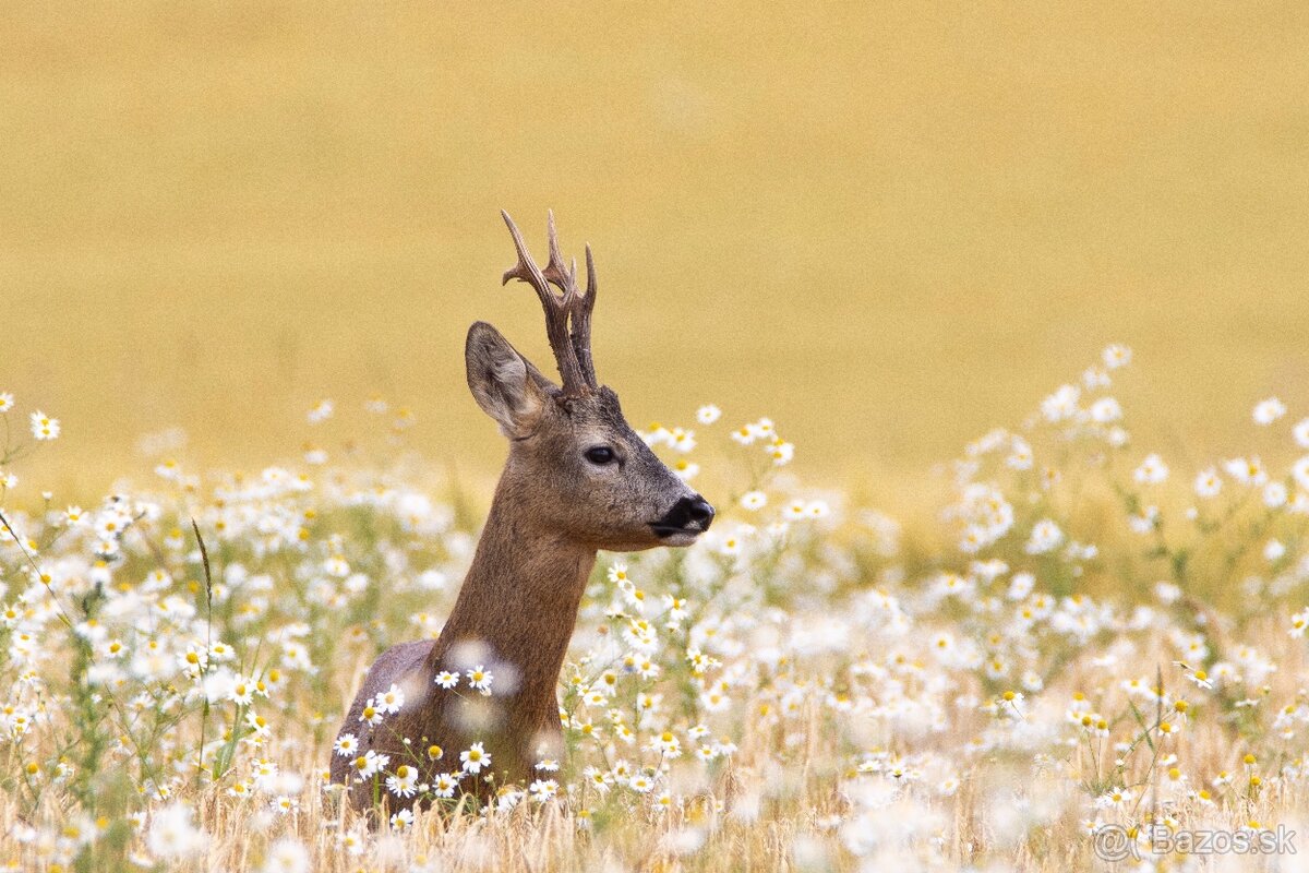 Tamron 150-600mm - 2