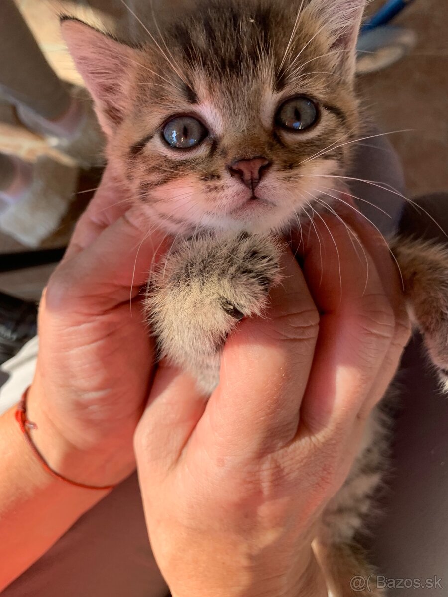 Darujem mačiatko🐈 - 2