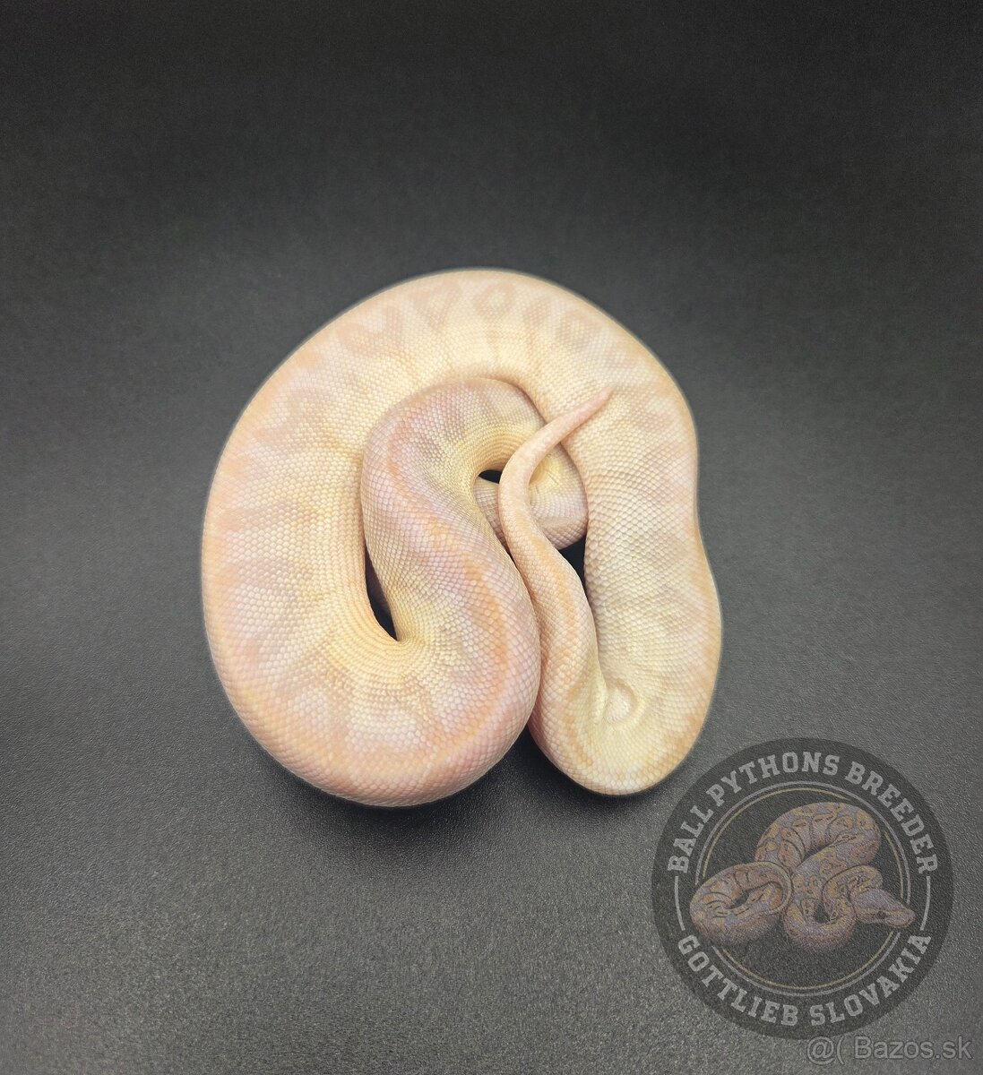 ❗️Nové ceny❗️Akvatera Košice - Ball Pythons- Python Regius - 2