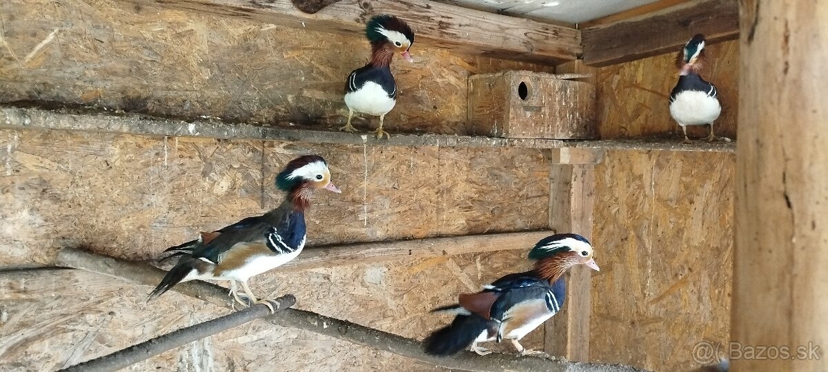 Predám Kačice Mandarinske - 2