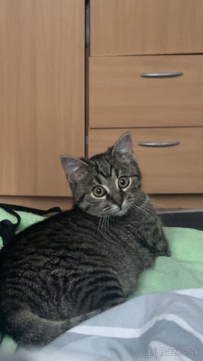 Darujem mačiatko - 2