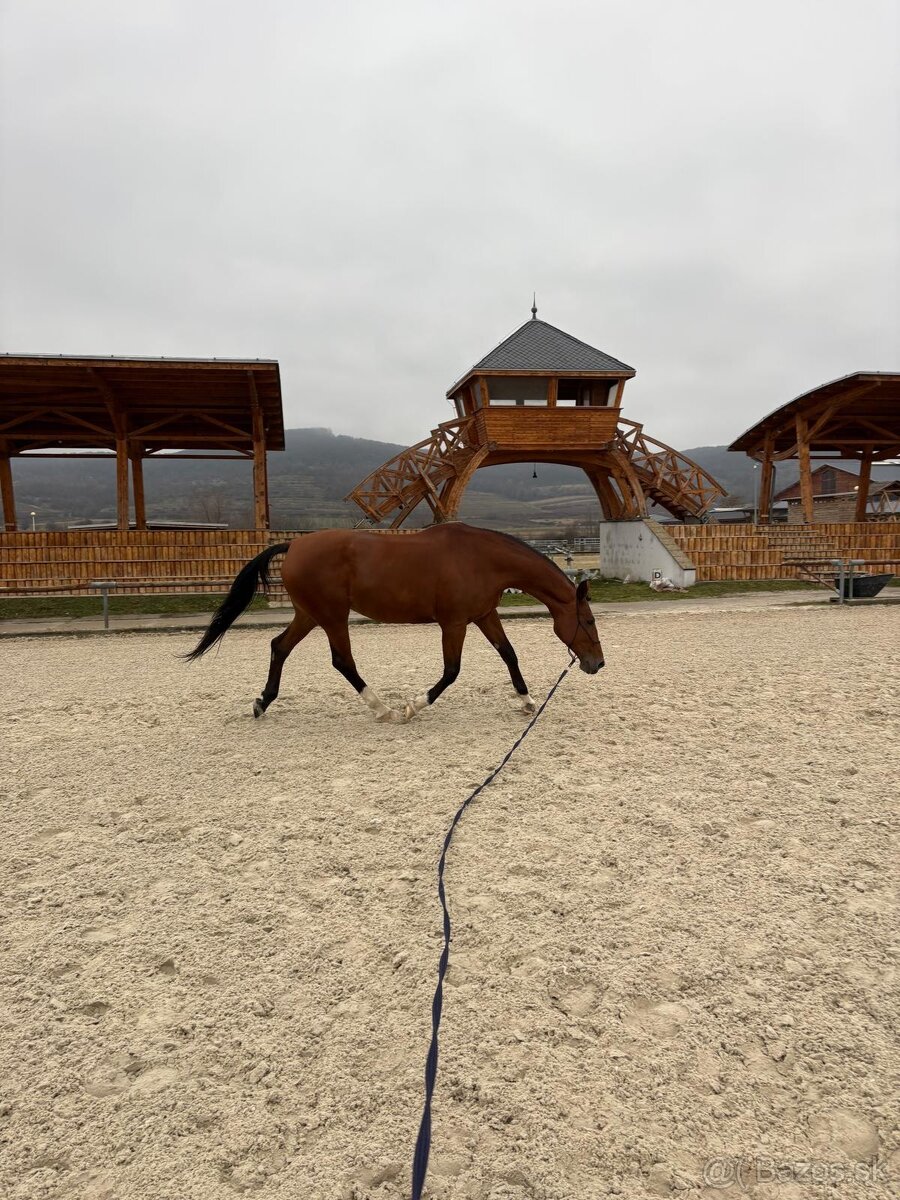 Predám kobylu ČT - 2