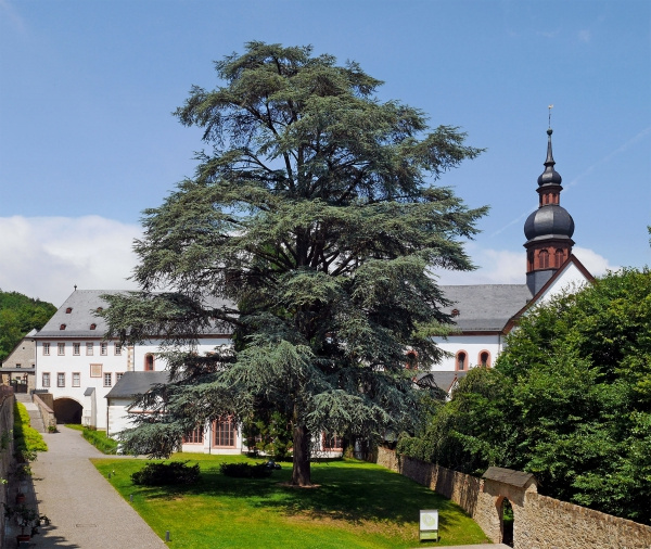 Céder atlantský-strieborný sadenice - 2