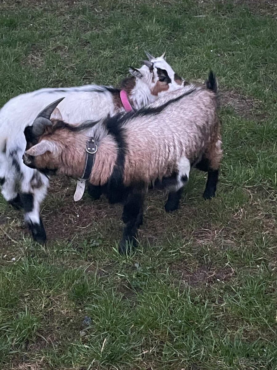 Mini koza - 2