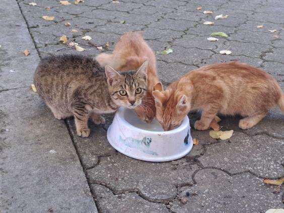 Darujeme mačiatka - 2