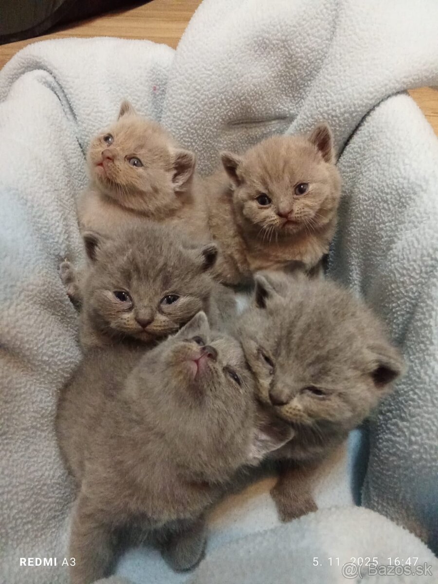 Britske maciatka - 2