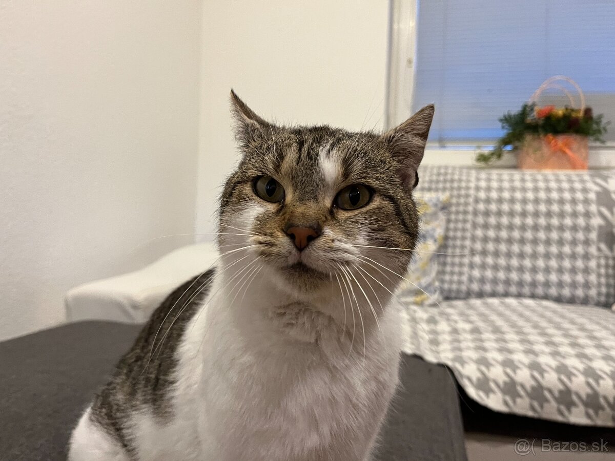 Murko si hľadá nový domov - 2