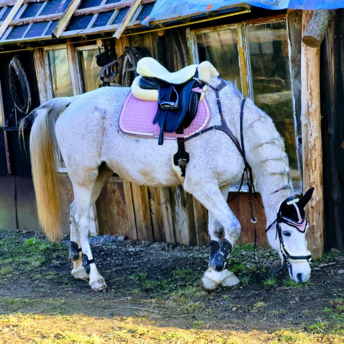 Predám 14 ročnú kobylku shagia arab - 2