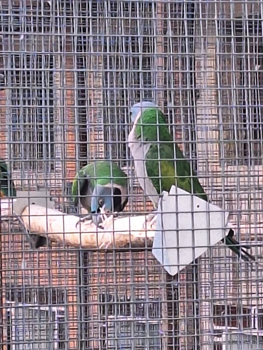 Alexander cinsky - 2