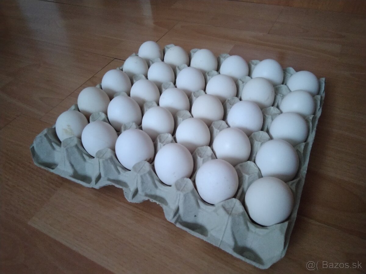 Vlaška jarabičia -leghorn brown - 2