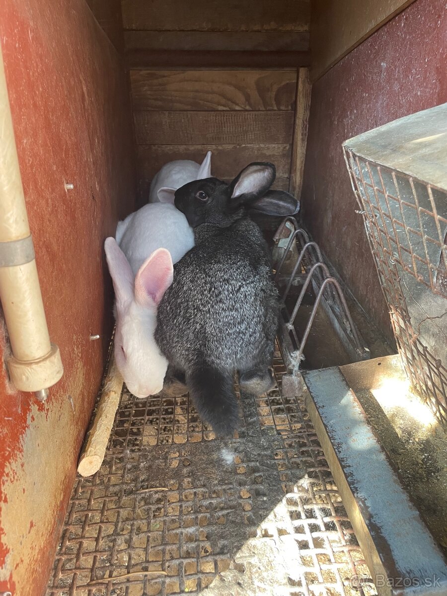 Predam Kralik Hyla - 2