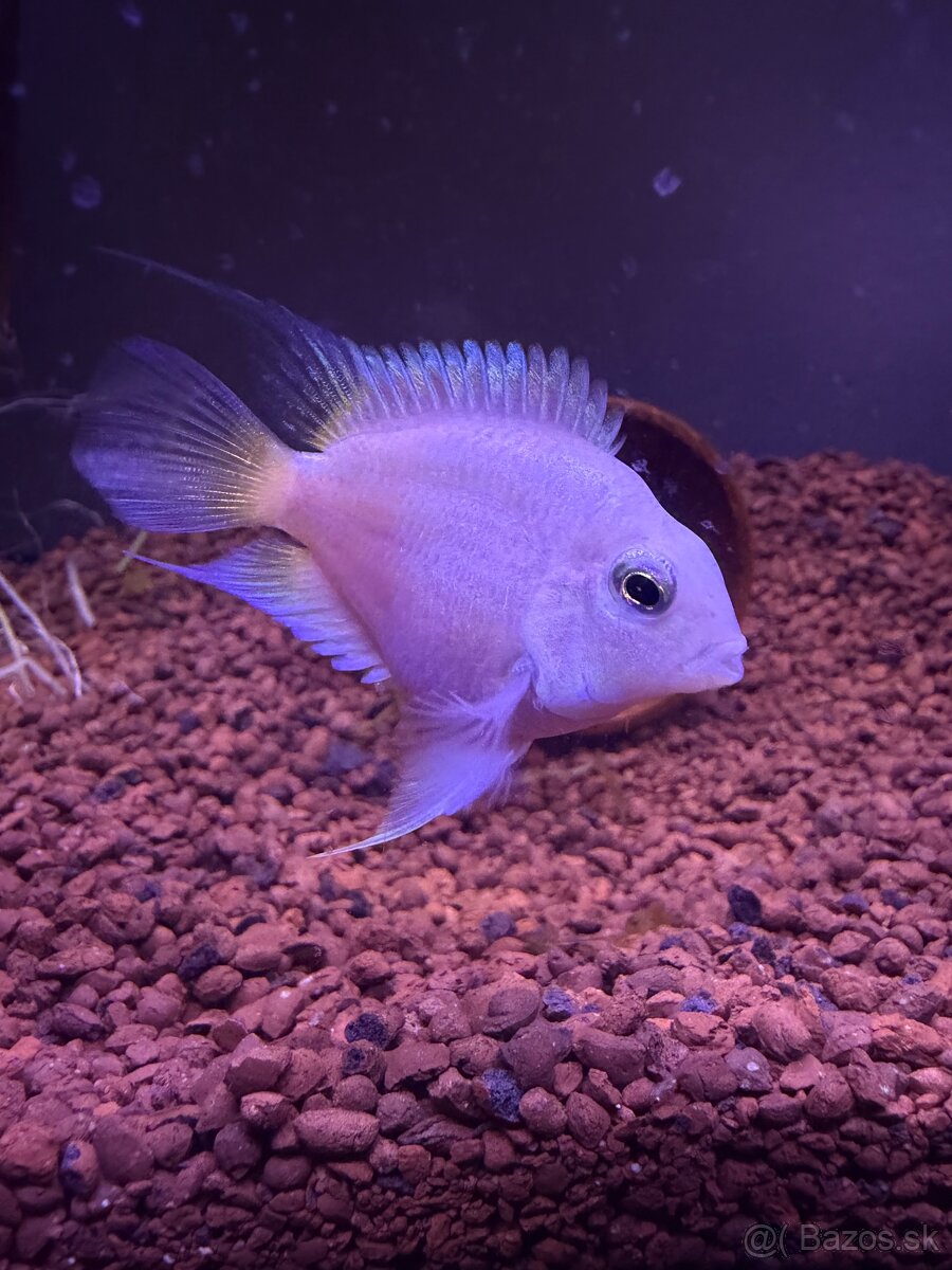 Údržba akvária - 2