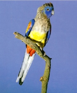 Kúpim papagája červenobrucheho - 2