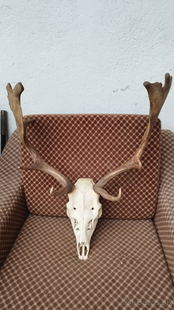 Predám trofej Daniela parožie zhody trofeje. - 2