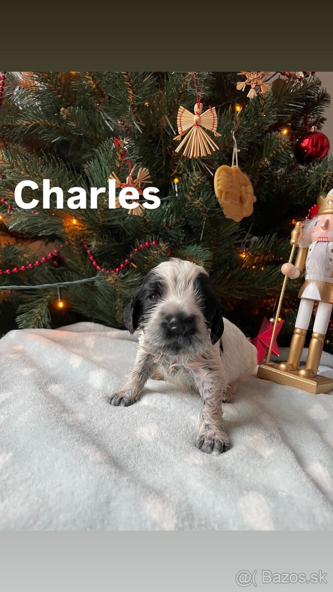 Anglický kokeršpaniel – šteniatka s PP - 2