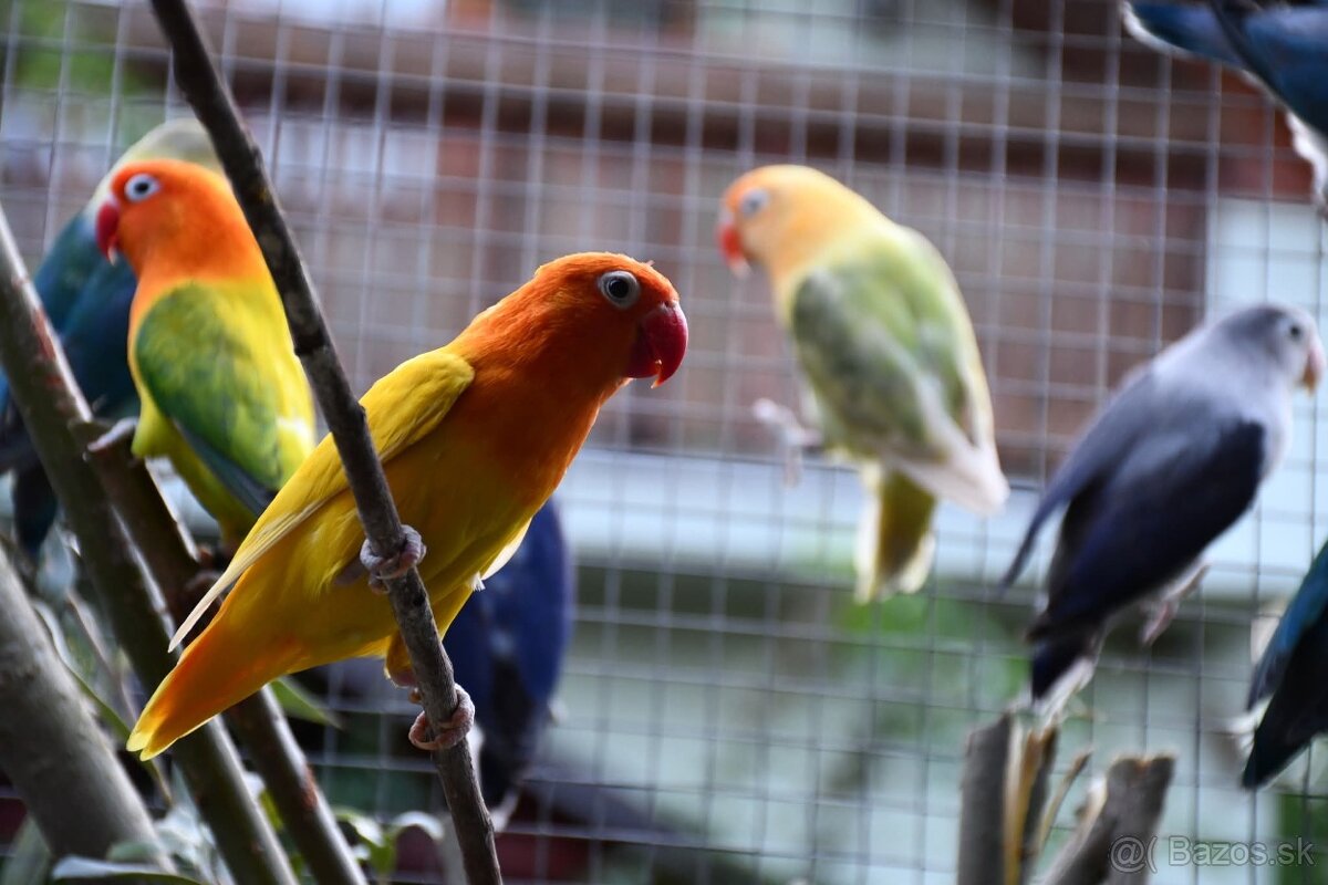 Agapornisy fischeri - 2