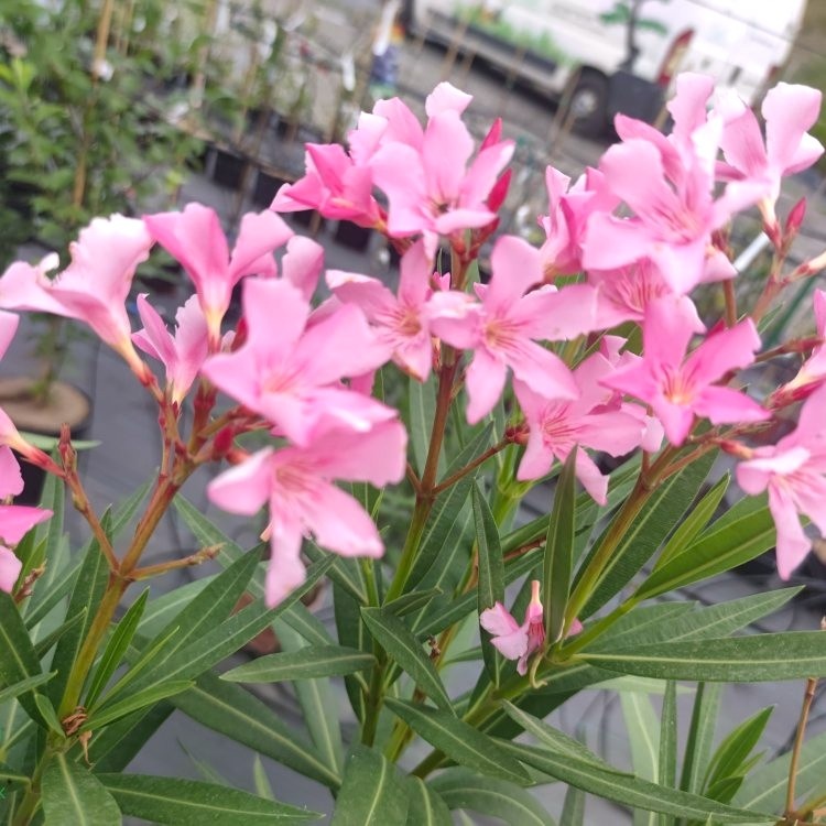 Oleandre-Mladé rastliny - 2