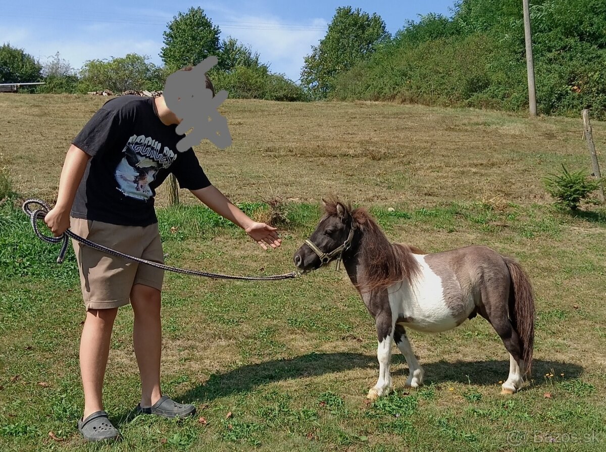 Pony, poník - 2