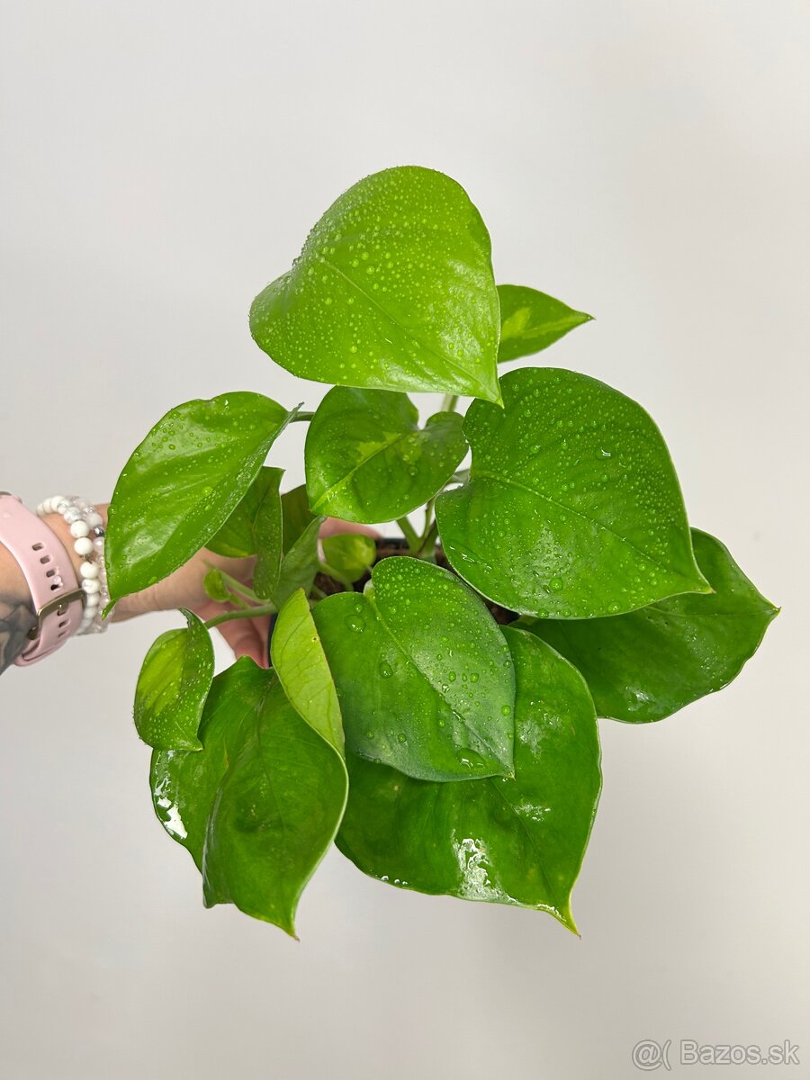 Epipremnum aureum ‘Global Green’ - 2