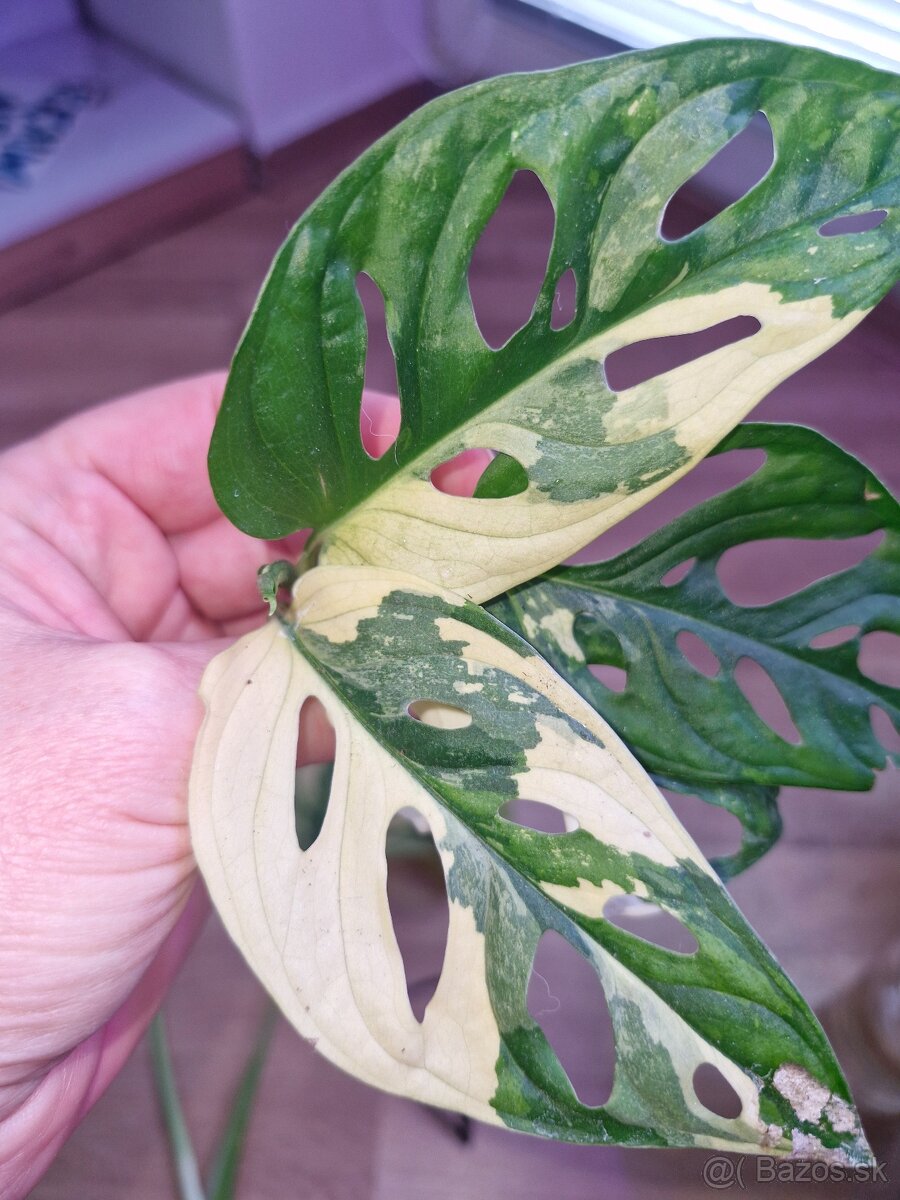 Monstera adans albo - 2