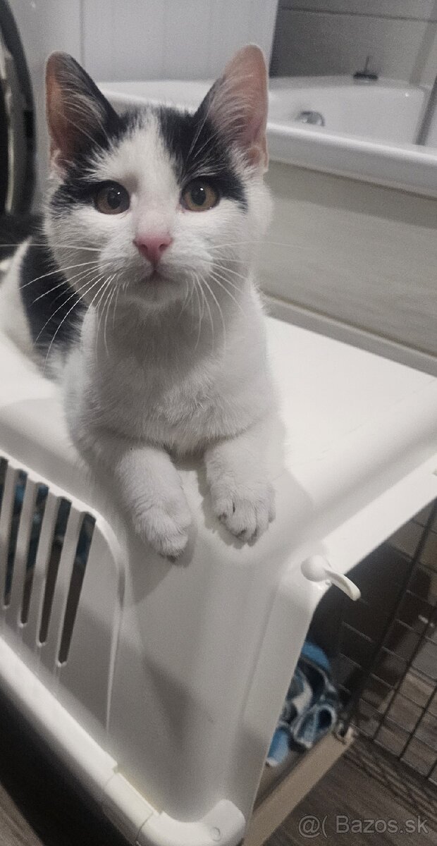 Darujem 4,5 mesačného kocúrika - 2