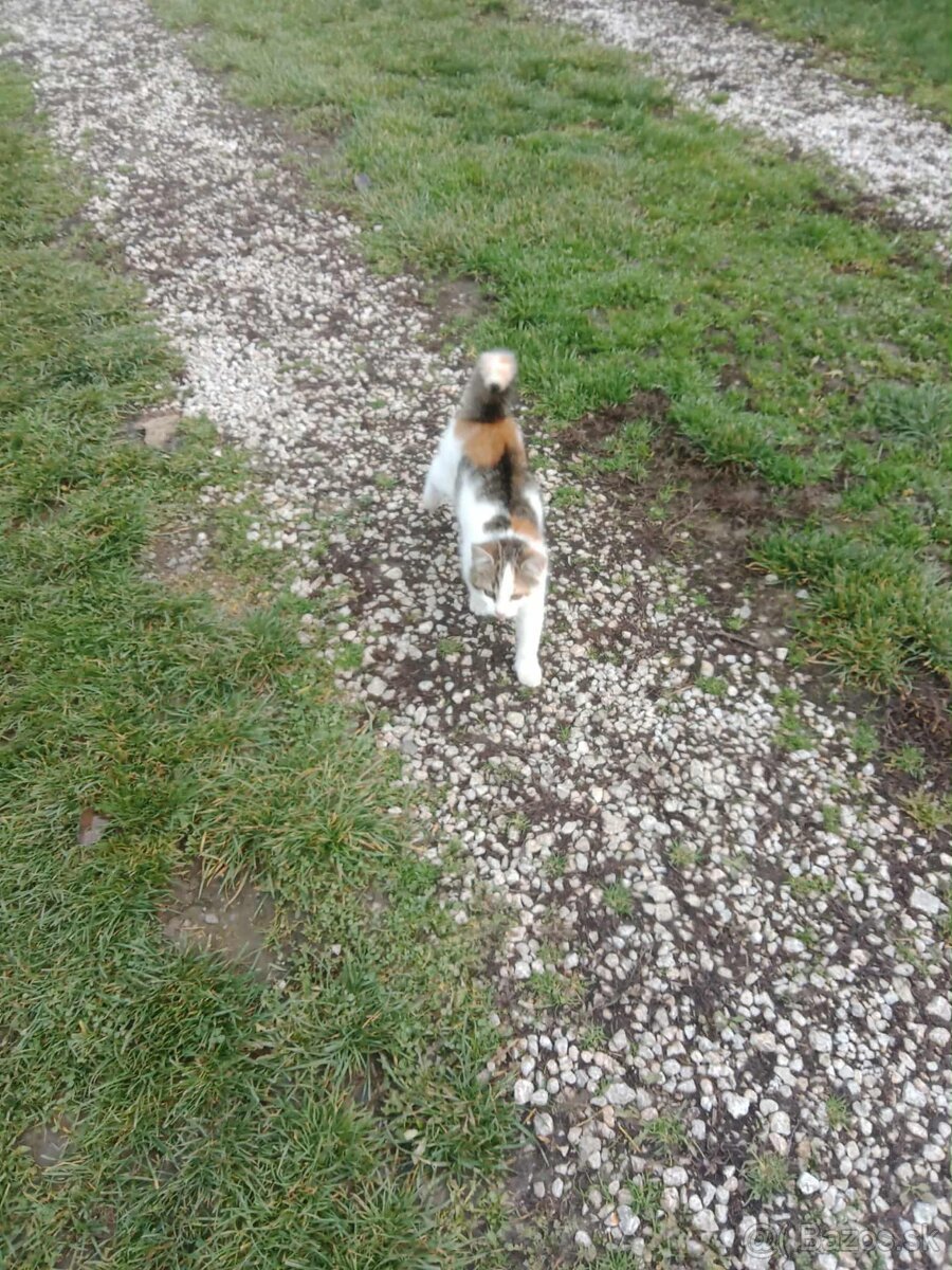 Darujem mačiatko - 2