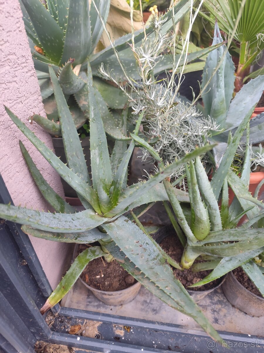 Aloe Vera - 2