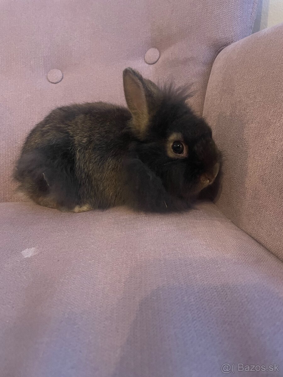 Zakrslý králik s Teddy génom - 2