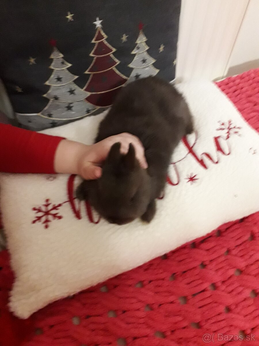 Predam zakrsle kraliky. - 2