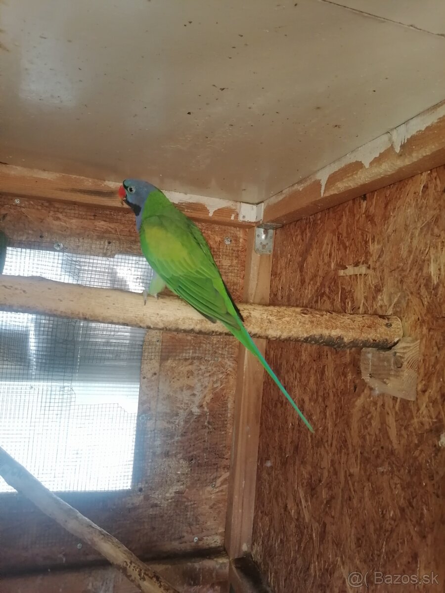 Alexander cinsky - 2