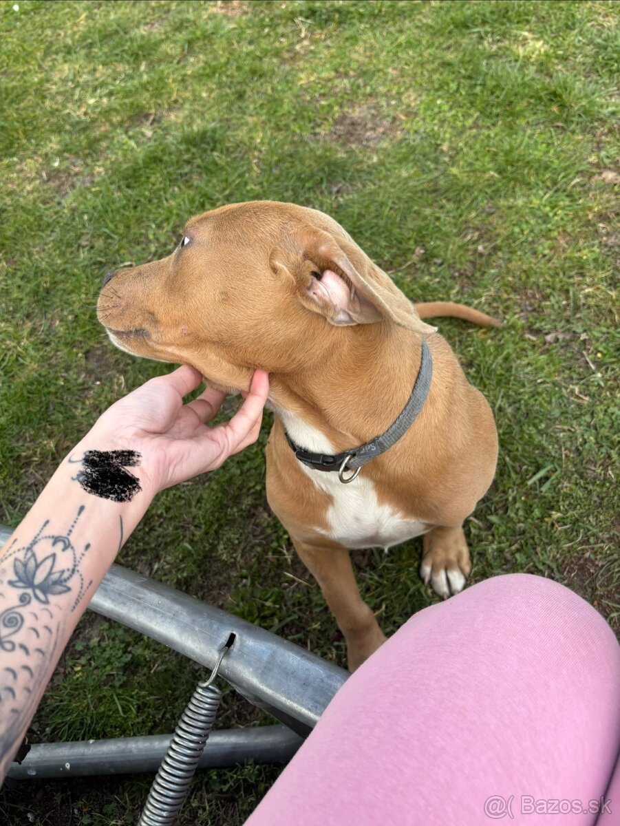 Americký stafordsirsky terier, Stafford, amstaf - 2