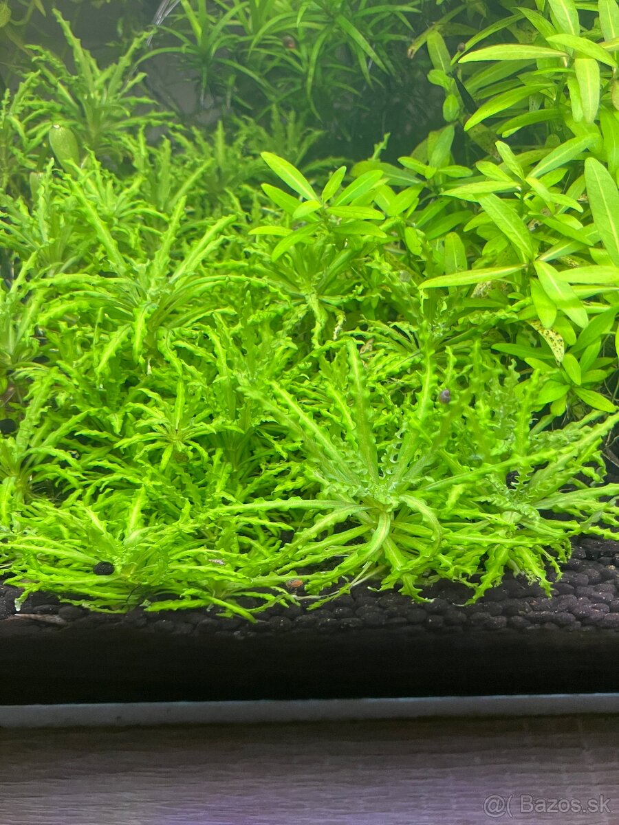 Pogostemon helferi - 2