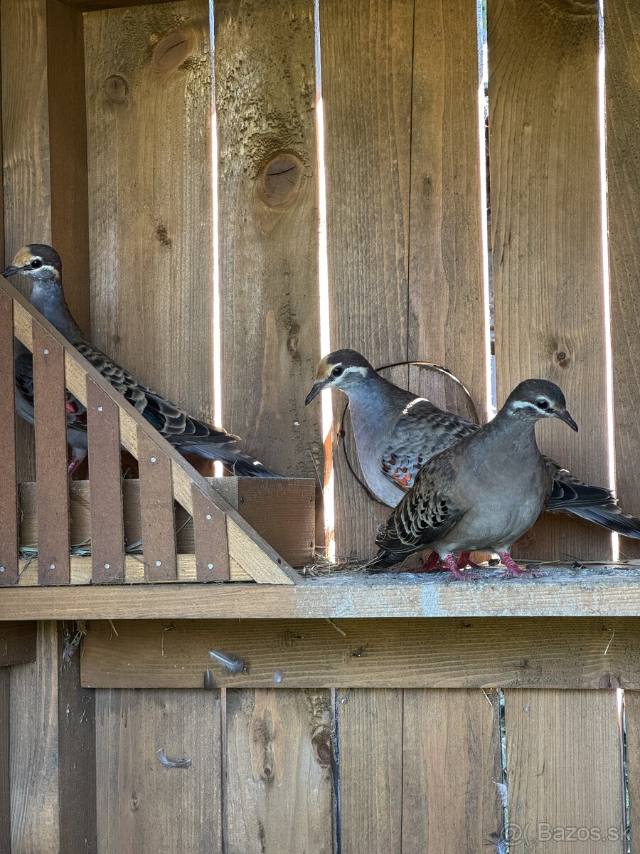 Holub bronzovokrídly - 2