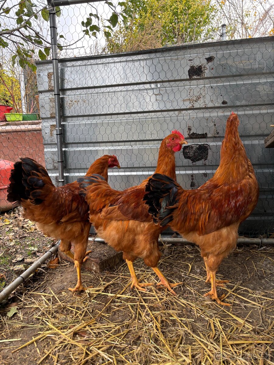 Predám kohútov Hempšír - 2