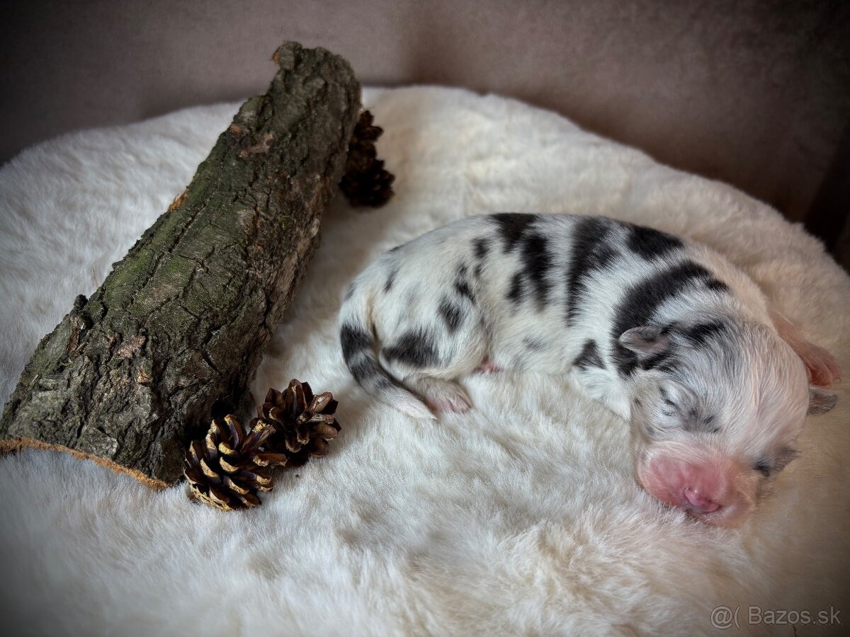 Austrálsky ovčiak s PP - 2