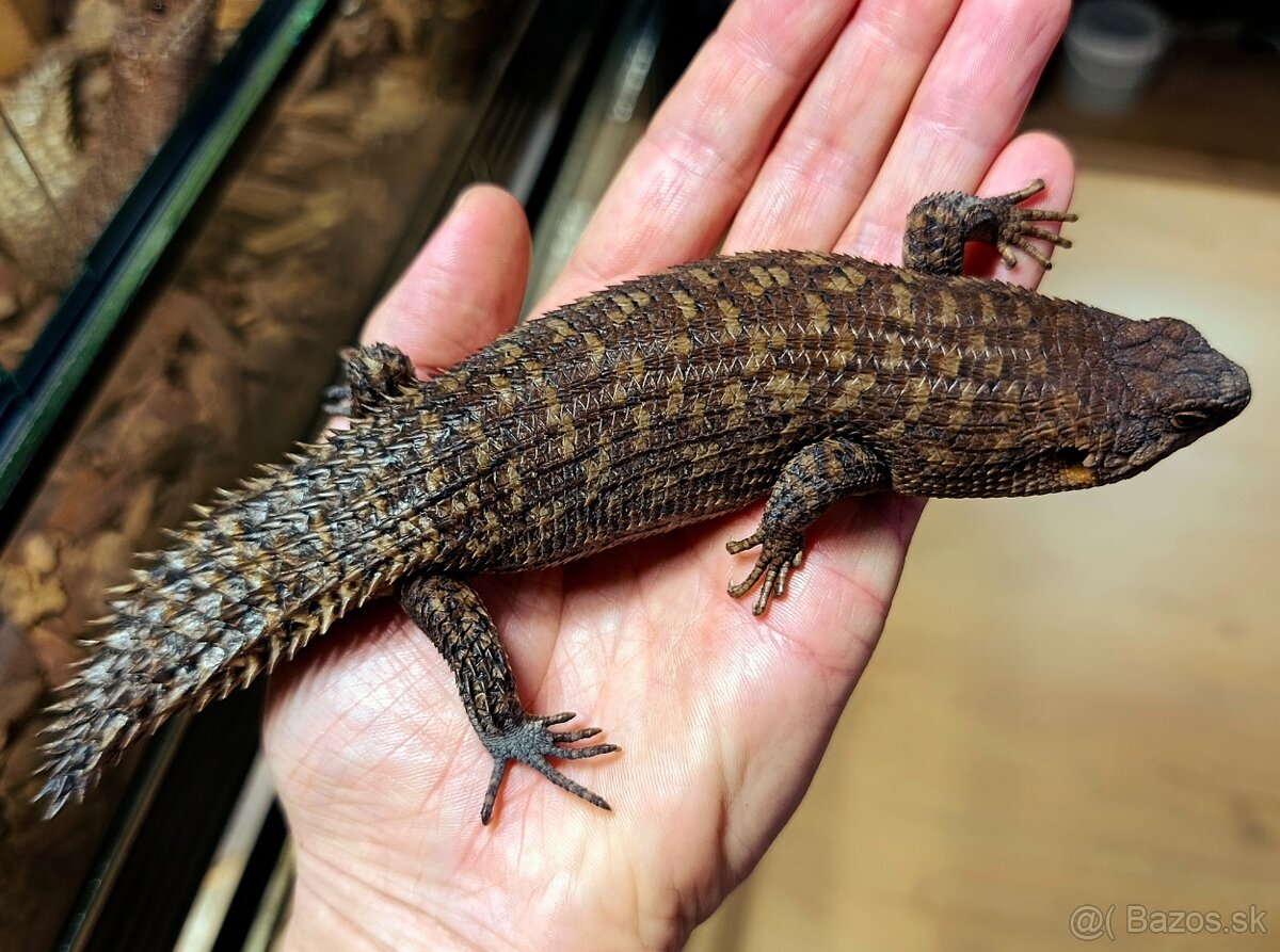 Egernia stokesii - 2