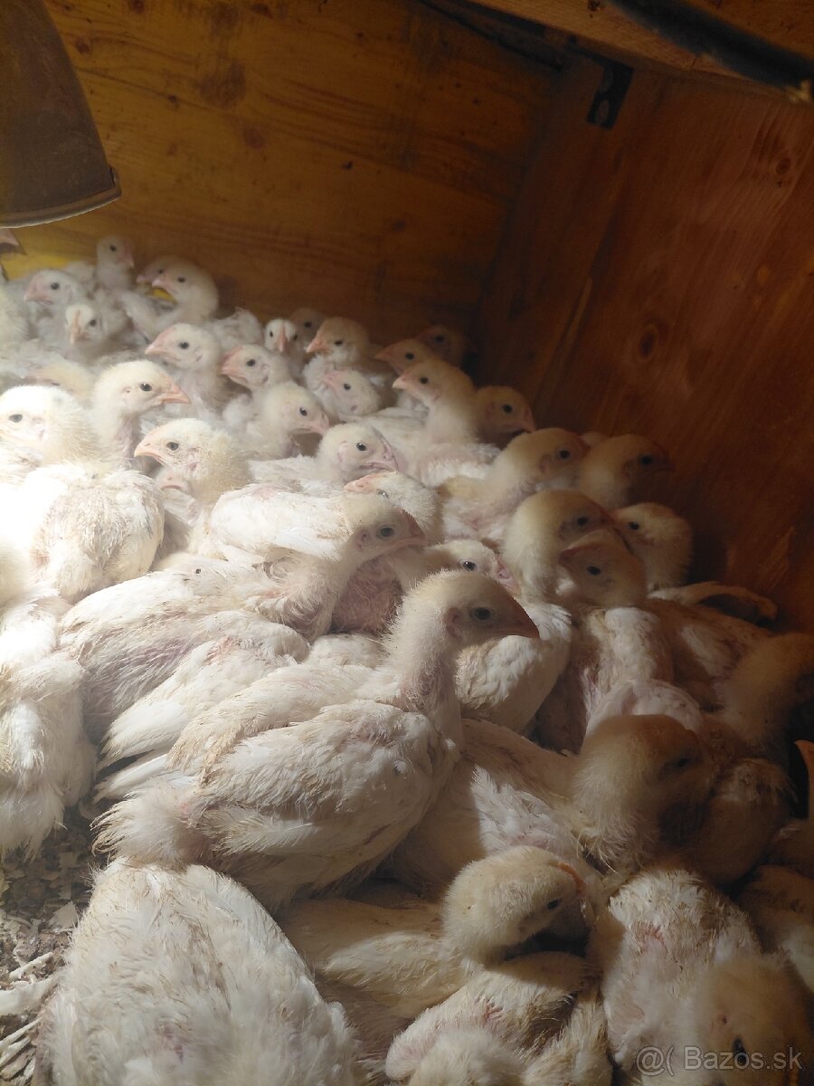 Brojlere ross 308 - 2